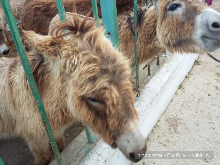 "Чудо-ослики" — Туризм и путешествия: фотоотчеты из поездок