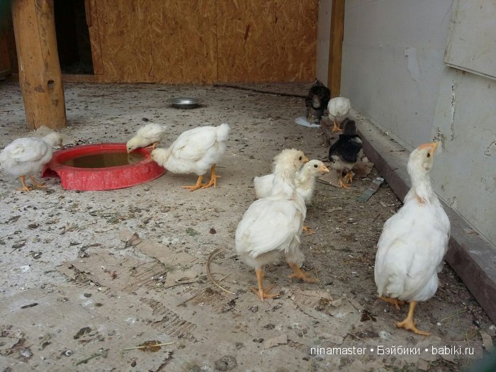 "Чудо-ослики" — Туризм и путешествия: фотоотчеты из поездок