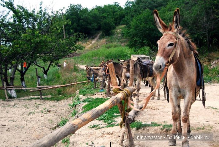 "Чудо-ослики" — Туризм и путешествия: фотоотчеты из поездок (фото 10)