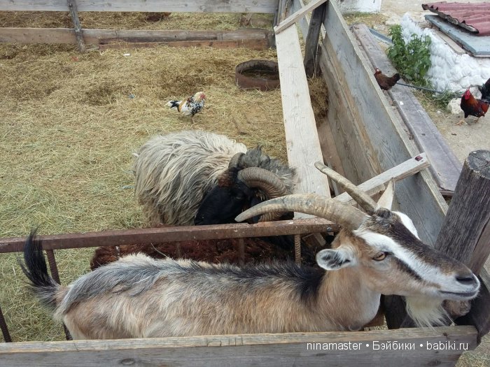 "Чудо-ослики" — Туризм и путешествия: фотоотчеты из поездок