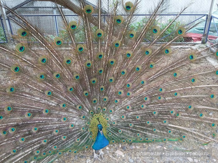 "Чудо-ослики" — Туризм и путешествия: фотоотчеты из поездок (фото 6)