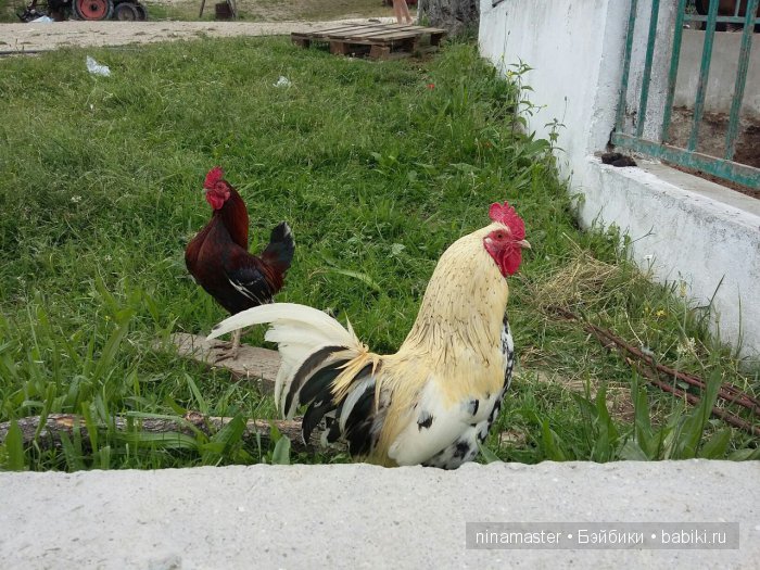 "Чудо-ослики" — Туризм и путешествия: фотоотчеты из поездок (фото 5)