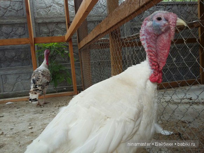 "Чудо-ослики" — Туризм и путешествия: фотоотчеты из поездок (фото 7)