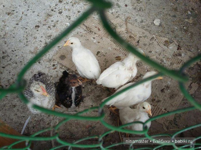 "Чудо-ослики" — Туризм и путешествия: фотоотчеты из поездок