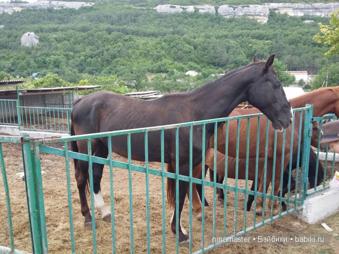 "Чудо-ослики" — Туризм и путешествия: фотоотчеты из поездок