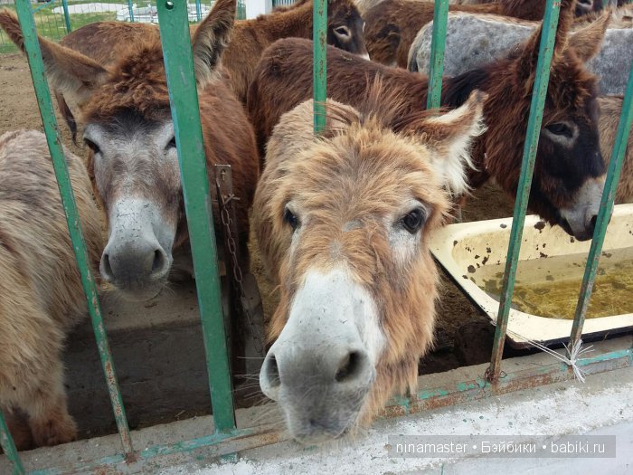 "Чудо-ослики" — Туризм и путешествия: фотоотчеты из поездок