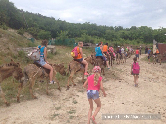 "Чудо-ослики" — Туризм и путешествия: фотоотчеты из поездок