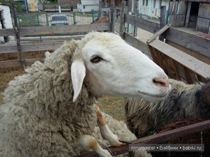 "Чудо-ослики" — Туризм и путешествия: фотоотчеты из поездок