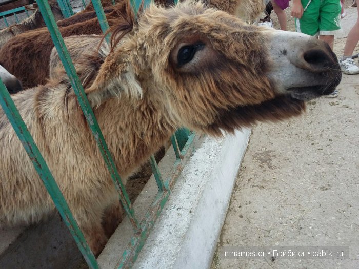 "Чудо-ослики" — Туризм и путешествия: фотоотчеты из поездок