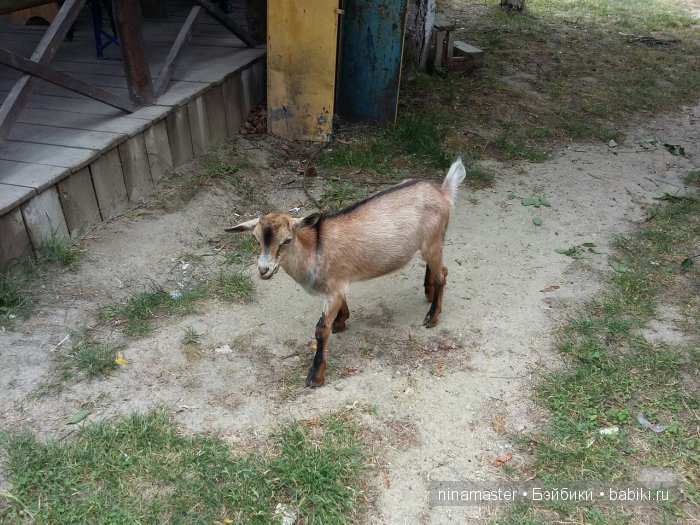 "Чудо-ослики" — Туризм и путешествия: фотоотчеты из поездок