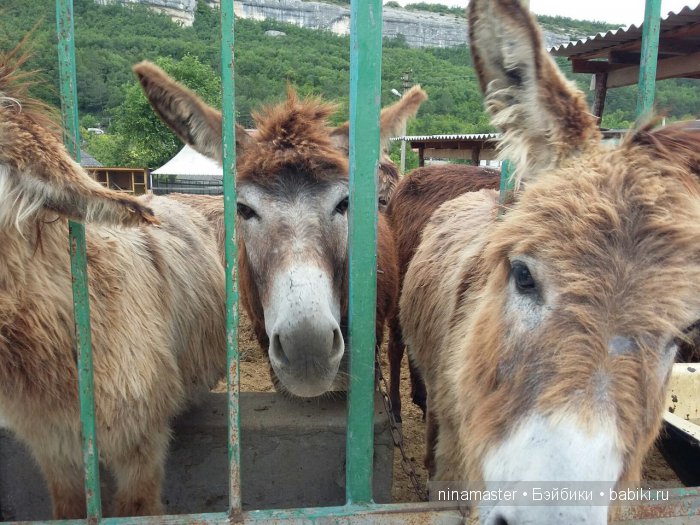 "Чудо-ослики" — Туризм и путешествия: фотоотчеты из поездок