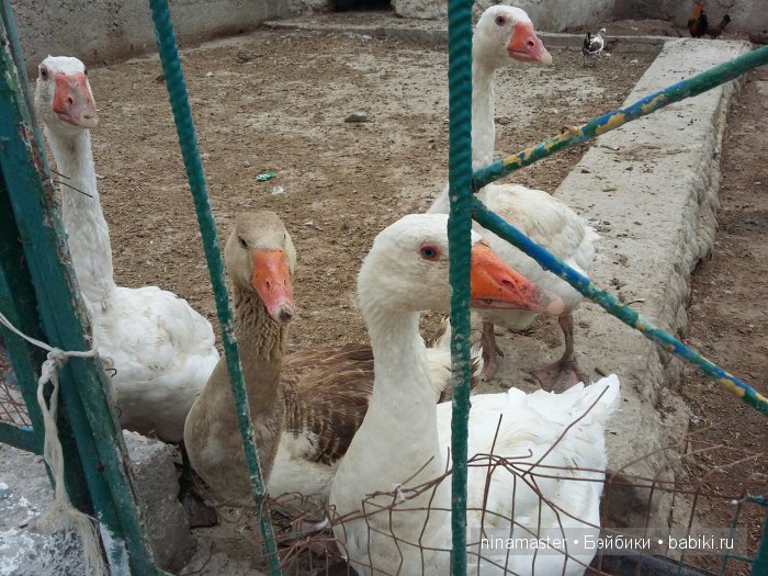 "Чудо-ослики" — Туризм и путешествия: фотоотчеты из поездок