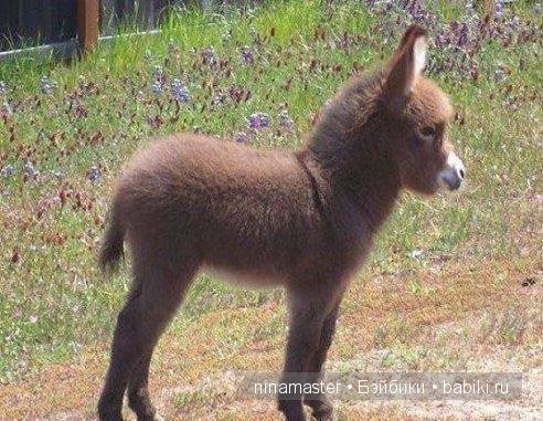 "Чудо-ослики" — Туризм и путешествия: фотоотчеты из поездок (фото 3)