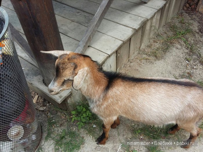 "Чудо-ослики" — Туризм и путешествия: фотоотчеты из поездок