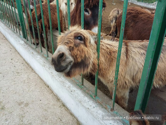 "Чудо-ослики" — Туризм и путешествия: фотоотчеты из поездок