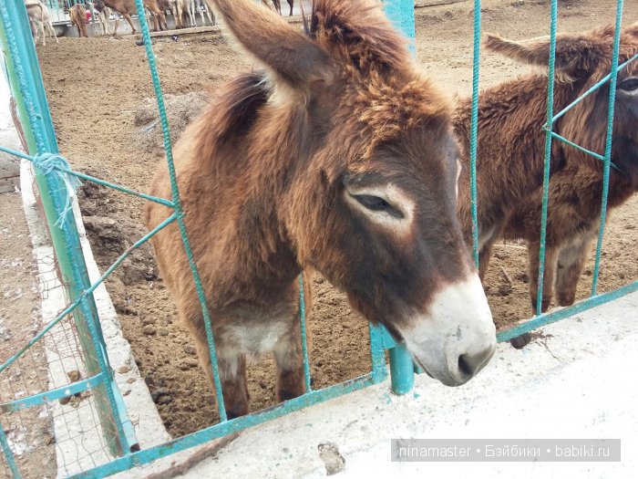 "Чудо-ослики" — Туризм и путешествия: фотоотчеты из поездок (фото 8)