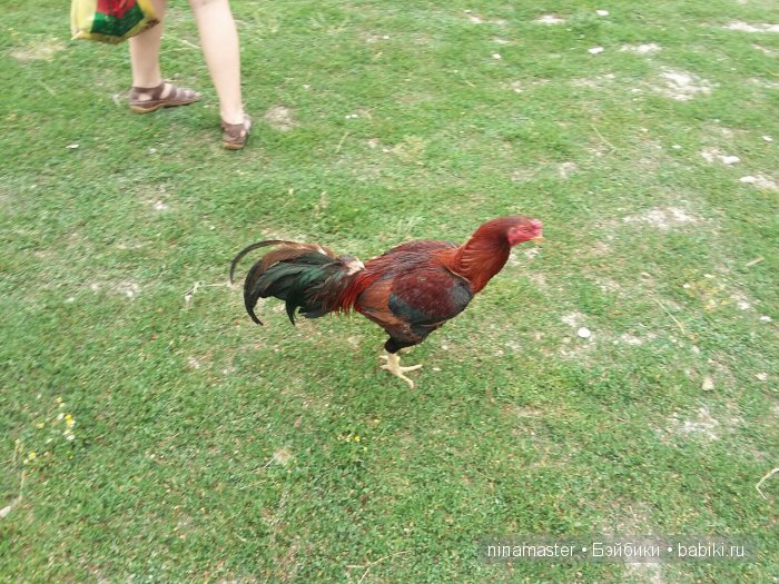 "Чудо-ослики" — Туризм и путешествия: фотоотчеты из поездок