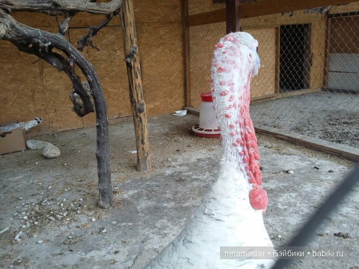 "Чудо-ослики" — Туризм и путешествия: фотоотчеты из поездок