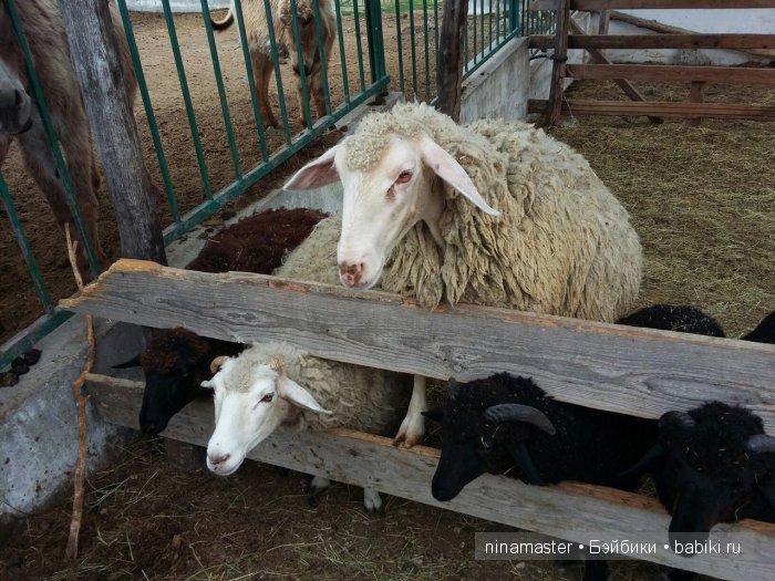 "Чудо-ослики" — Туризм и путешествия: фотоотчеты из поездок