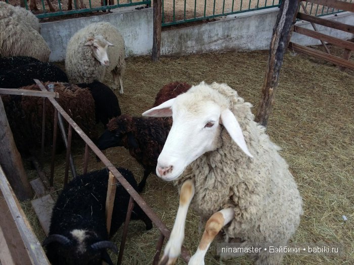 "Чудо-ослики" — Туризм и путешествия: фотоотчеты из поездок