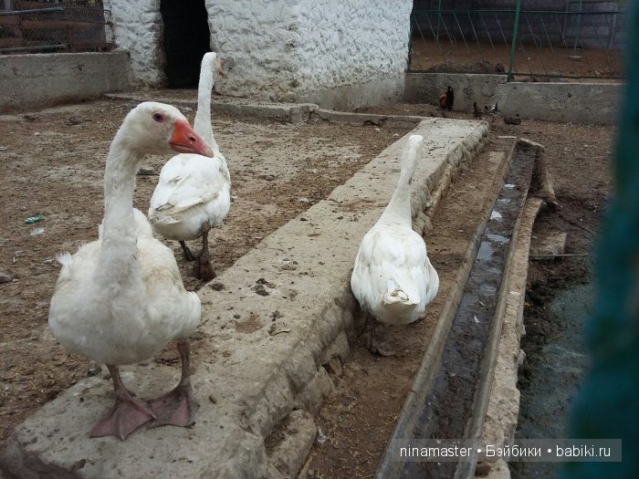 "Чудо-ослики" — Туризм и путешествия: фотоотчеты из поездок