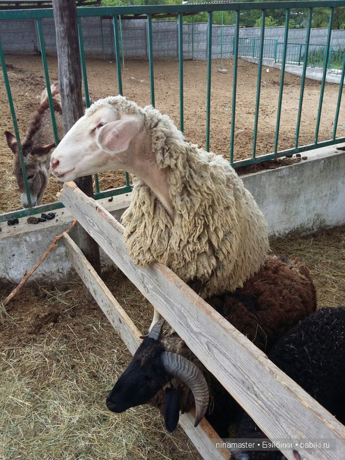 "Чудо-ослики" — Туризм и путешествия: фотоотчеты из поездок