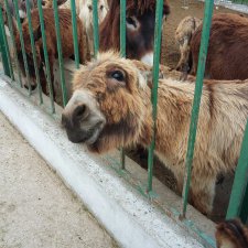 "Чудо-ослики"