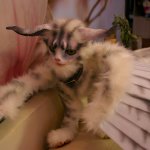 Чинесимус. Зверь ручной работы