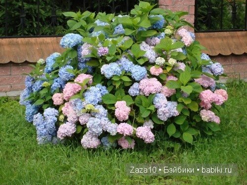 Мое лето это-ЛЮБИМЫЕ гортензии и Химочки