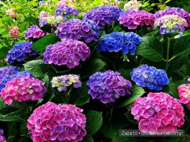 Мое лето это-ЛЮБИМЫЕ гортензии и Химочки (фото 2)