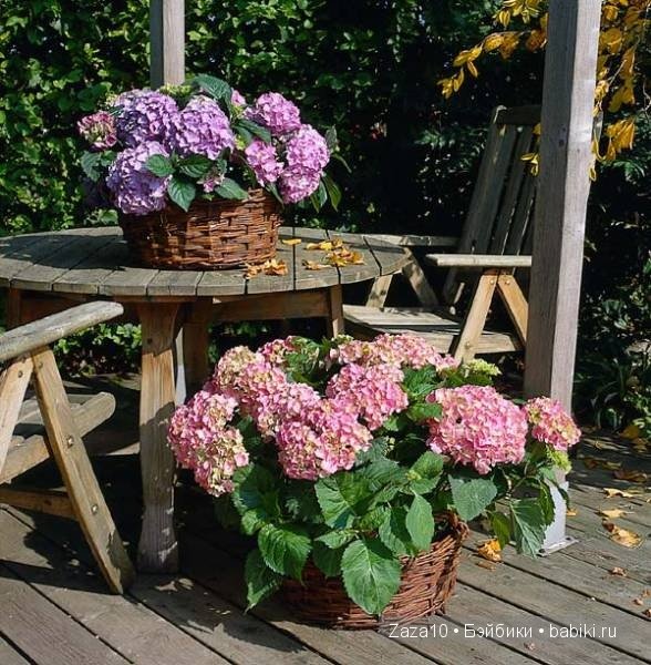 Мое лето это-ЛЮБИМЫЕ гортензии и Химочки (фото 3)