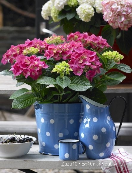 Мое лето это-ЛЮБИМЫЕ гортензии и Химочки (фото 7)