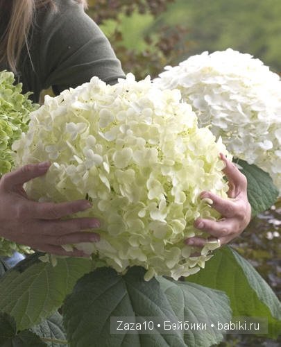 Мое лето это-ЛЮБИМЫЕ гортензии и Химочки