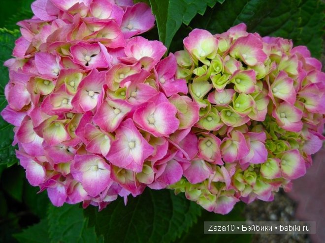 Розовая заря