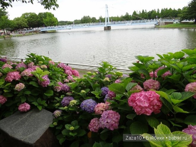 Мое лето это-ЛЮБИМЫЕ гортензии и Химочки (фото 6)