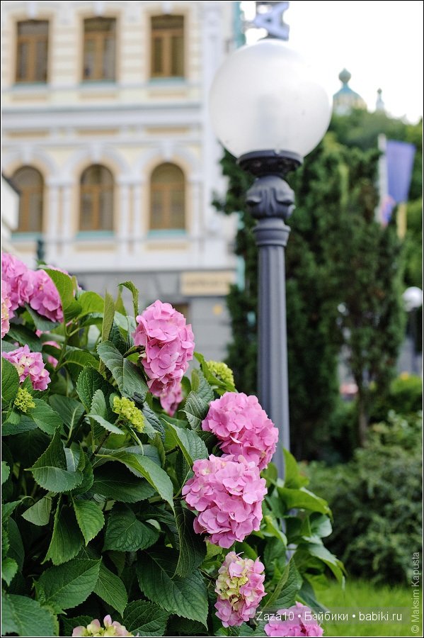 Мое лето это-ЛЮБИМЫЕ гортензии и Химочки (фото 4)