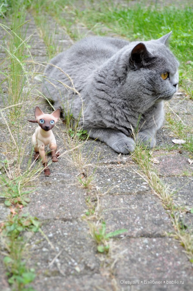 Кот, который гуляет сам по себе... и Дакота | Бэйбики Кот, который гуляет сам по себе... и Дакота (фото 5)