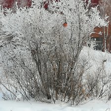 Это в городе тепло и сыро, а за городом - зима, зима, зима