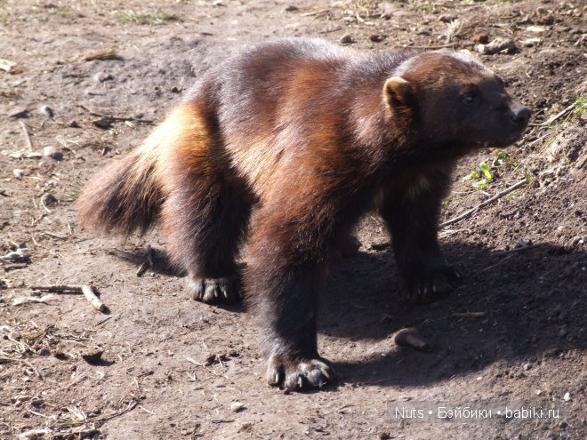 Ура! Карелия — Туризм и путешествия: фотоотчеты из поездок