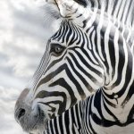 Любите ли Вы перья так, как люблю их я?!