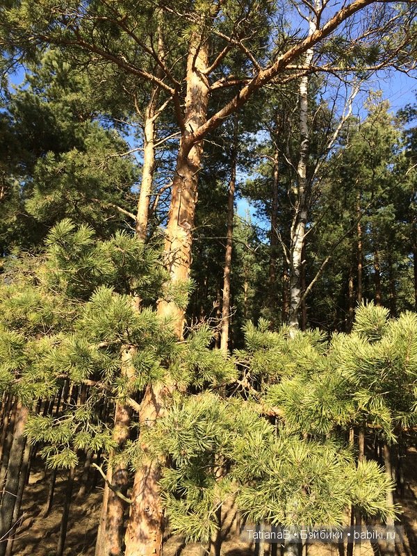 Очаровательные малышки от Dust of Dolls (фото 6)