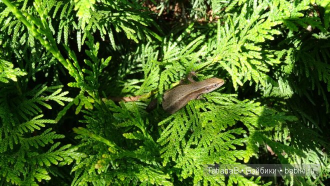 Еще один топик про Soyu Доллстаун (фото 10)