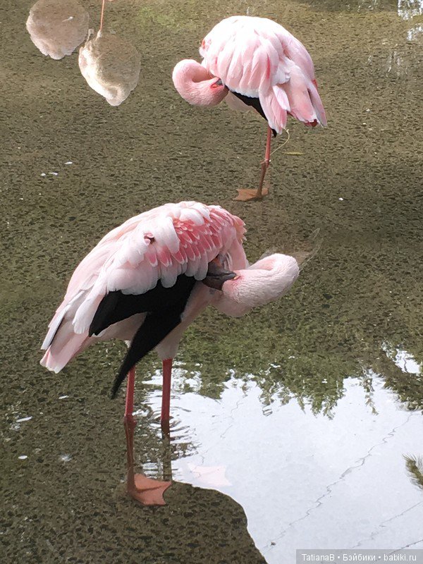 Куклы mamachapp на отдыхе. У синего моря (фото 9)