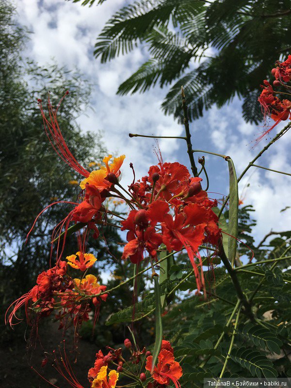 Куклы mamachapp на отдыхе. У синего моря (фото 8)