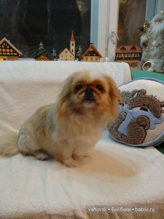 Настоящий Дед Мороз — Куклы Реборн (Reborn): домашние фото