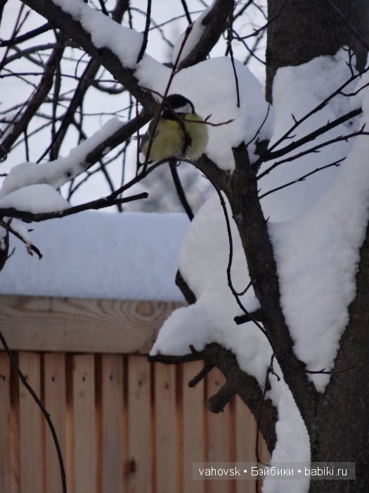 Настоящий Дед Мороз — Куклы Реборн (Reborn): домашние фото (фото 2)