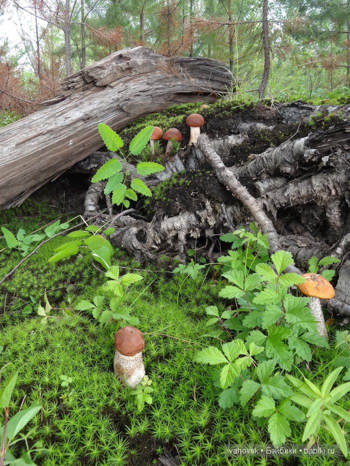 Волшебница Изумрудного города. Сказка-ремикс по повести А. Волкова. Часть 3