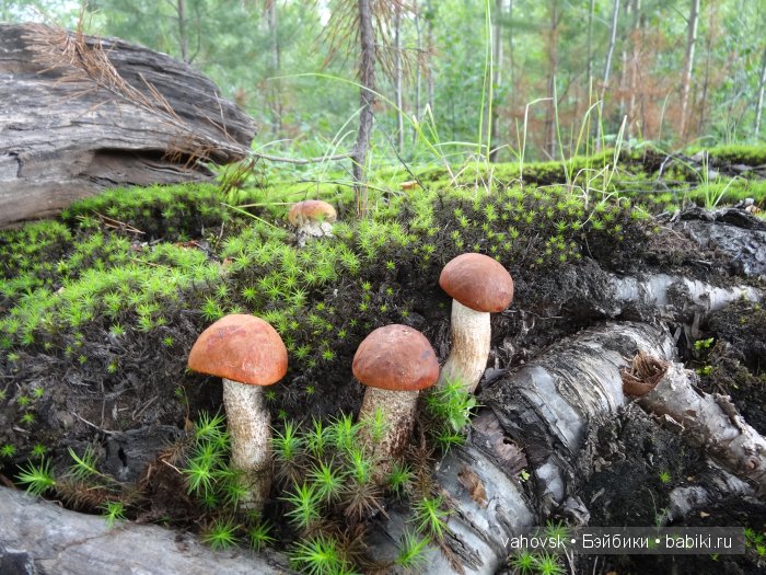 Волшебница Изумрудного города. Сказка-ремикс по повести А. Волкова. Часть 3