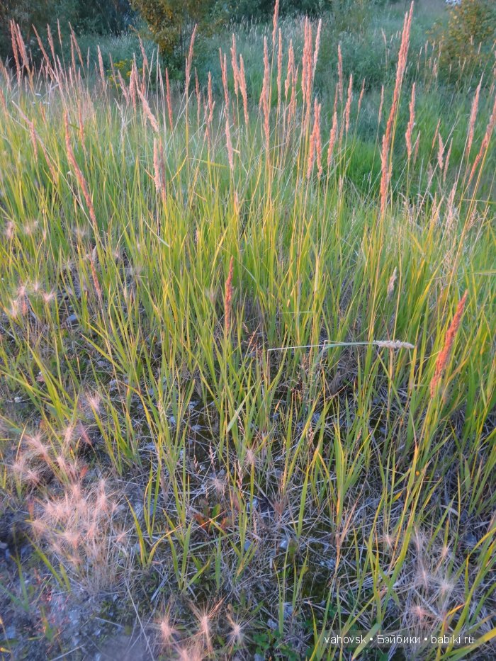 Волшебница Изумрудного города. Сказка-ремикс по повести А. Волкова. Часть 3