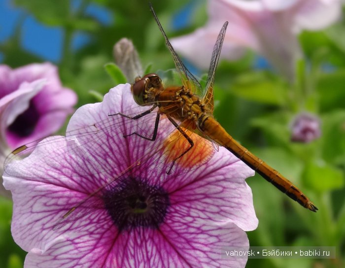 Волшебница Изумрудного города. Сказка-ремикс по повести А. Волкова. Часть 3